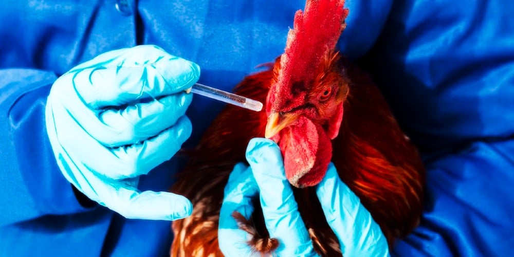 Chicken Vaccine